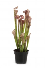 Sarracenia Bruin 65cm